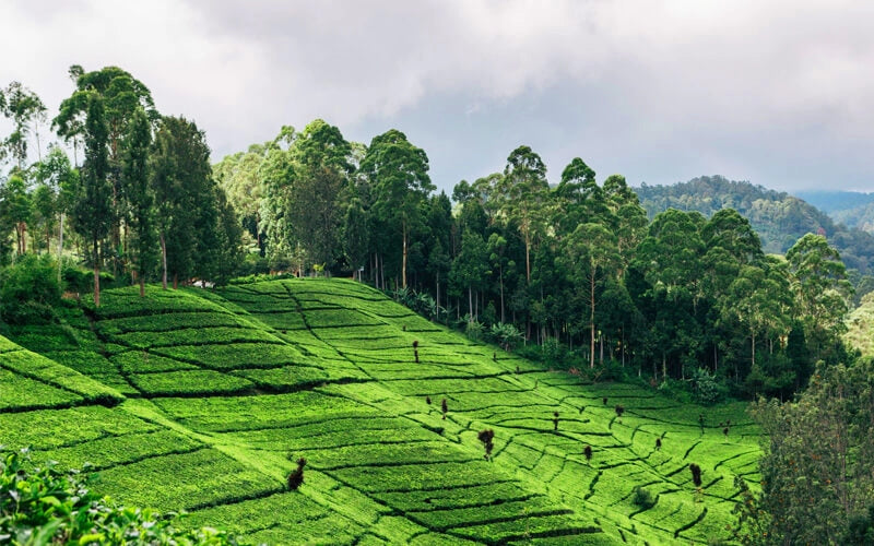 DISSONANCE IN BLOOM, Indonesia