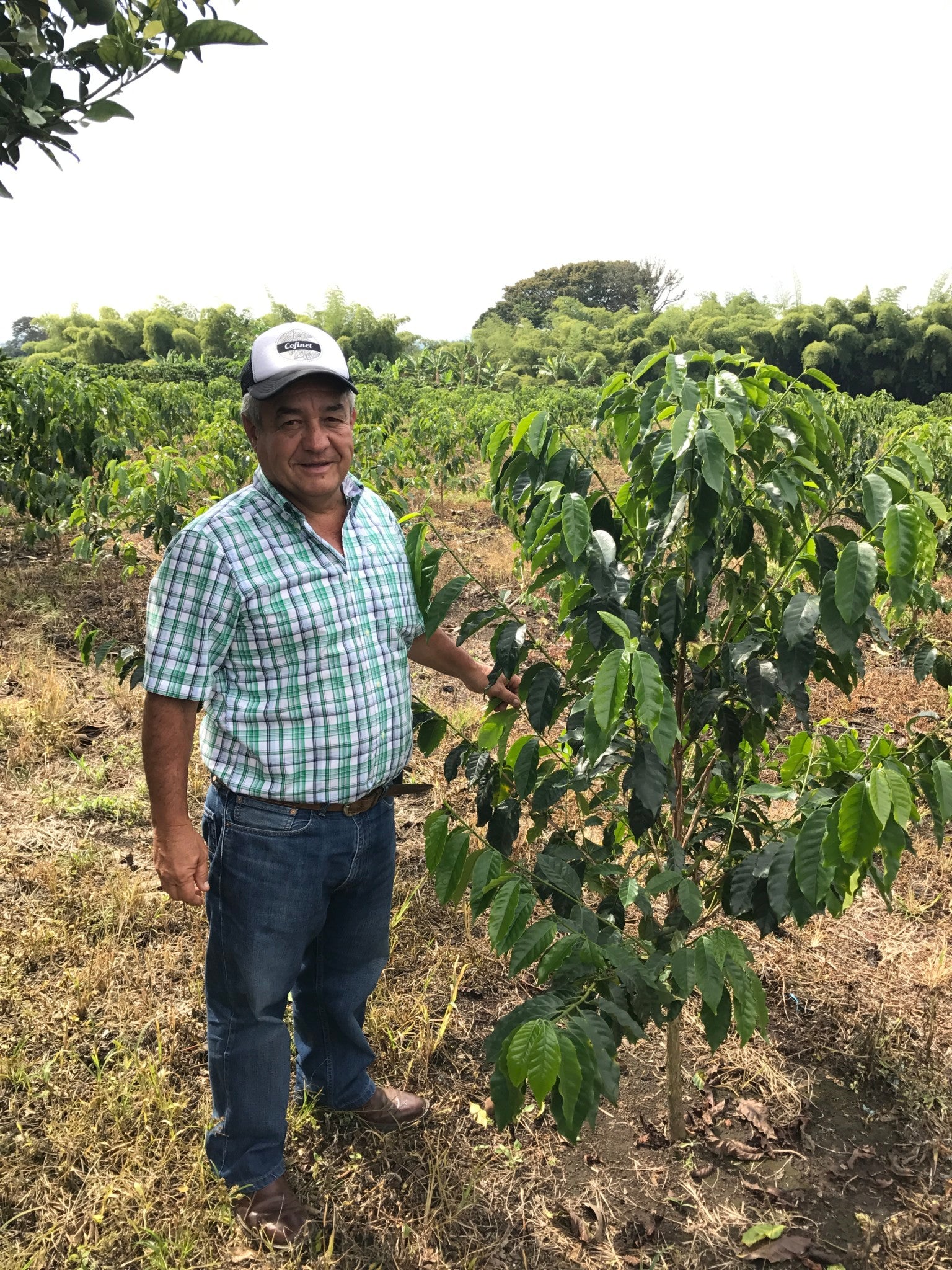ONE THOUSAND PAINFUL STINGS, Colombia