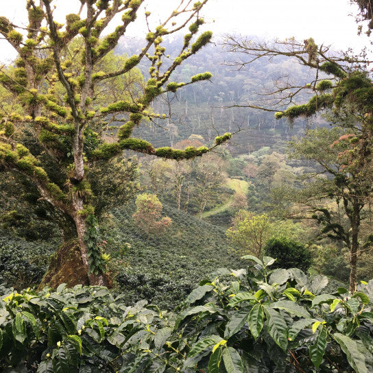 LITOURGIYA, Nicaragua