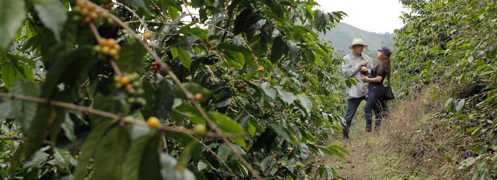 YOUNG GLOOM, Colombia