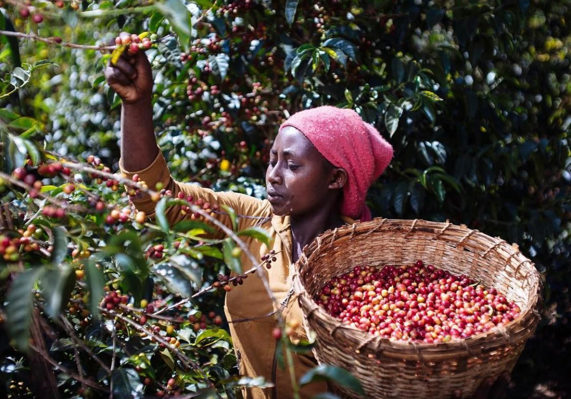 CATATONIC BLISS, Ethiopia