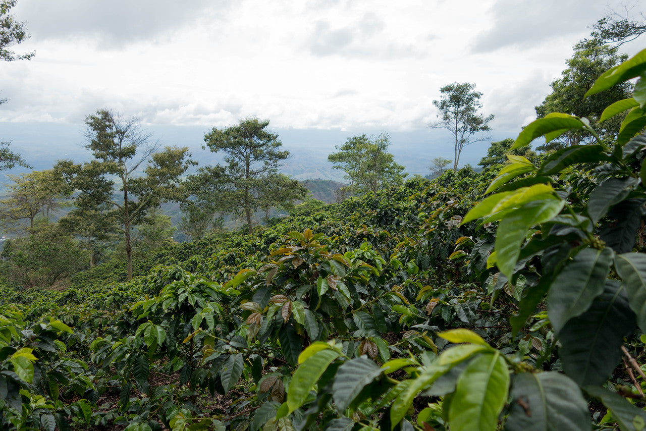 REVELATION OF UNBEING, Colombia
