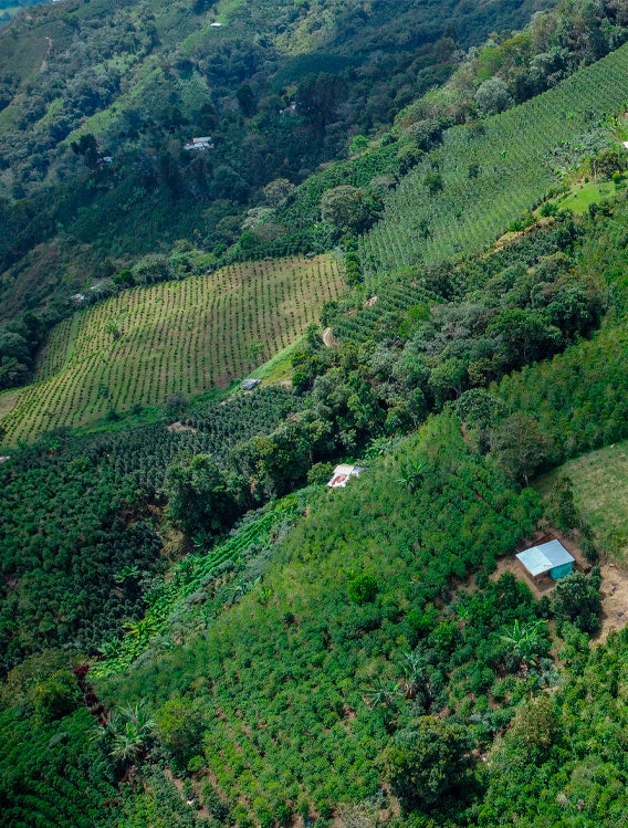 DIVINITAS, Colombia