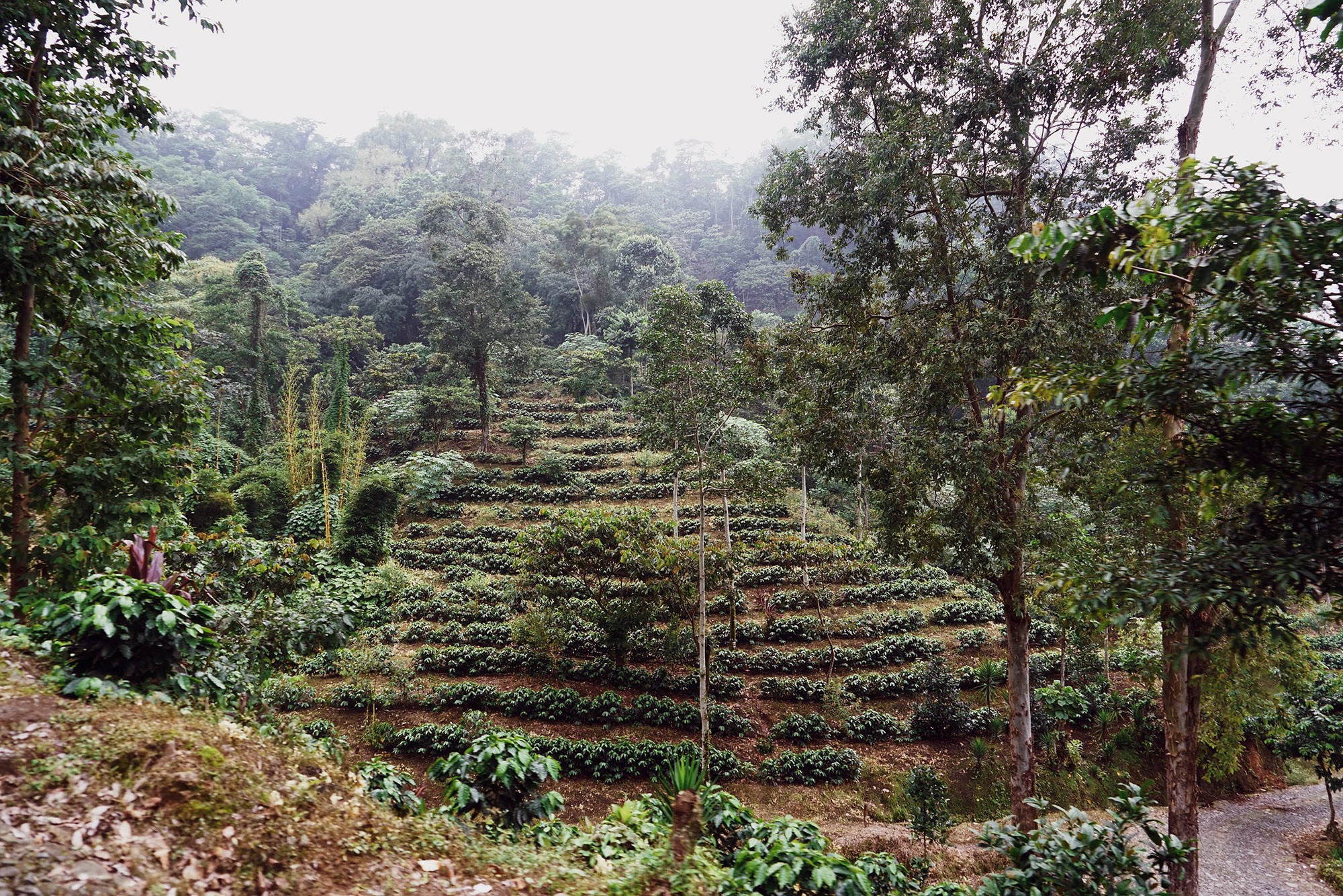 PERENNIAL DREAM, Guatemala