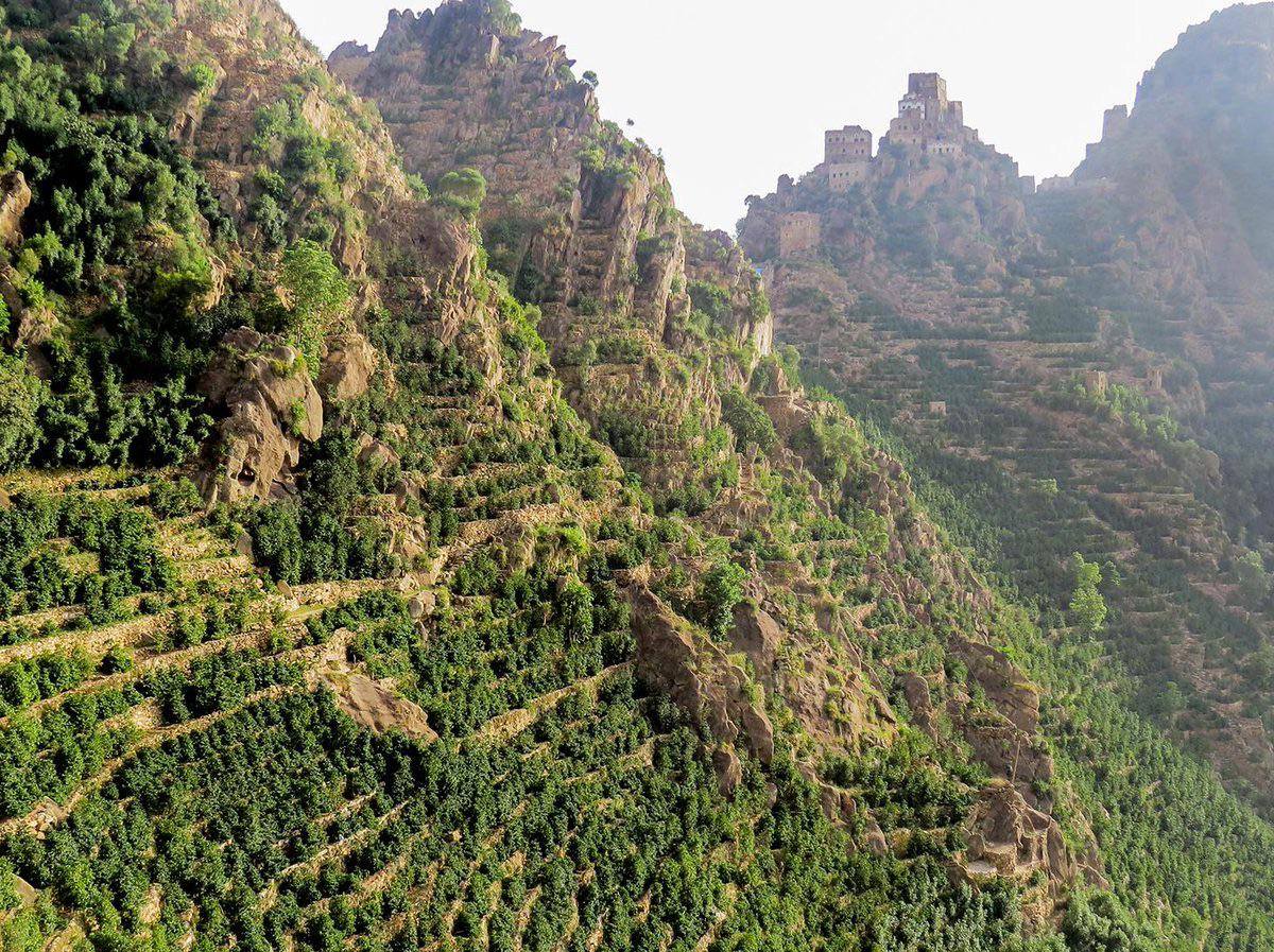 ANCIENT SAGE, Yemen