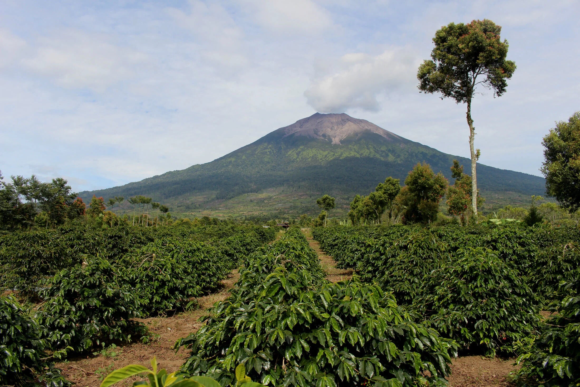 THINE HOLLOW, Indonesia
