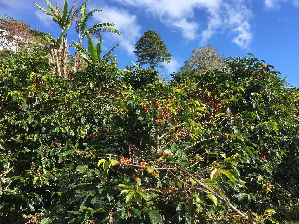 VITRIOLIC HISS, Honduras
