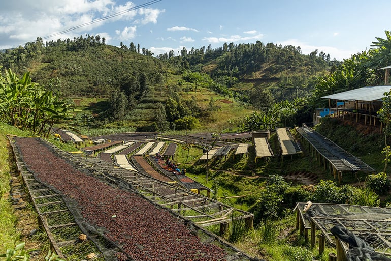 AT THE HANDS OF VERMIN, Rwanda