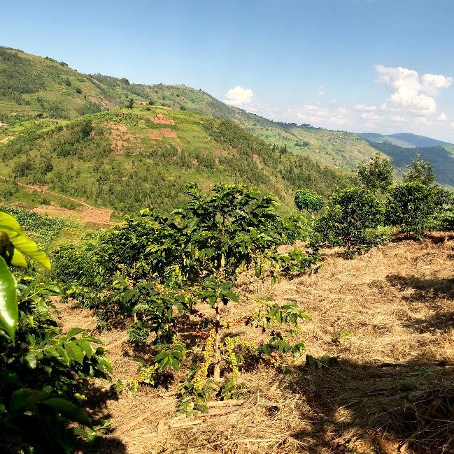 TOTAL VAMPYRIC DEVOTION, Rwanda