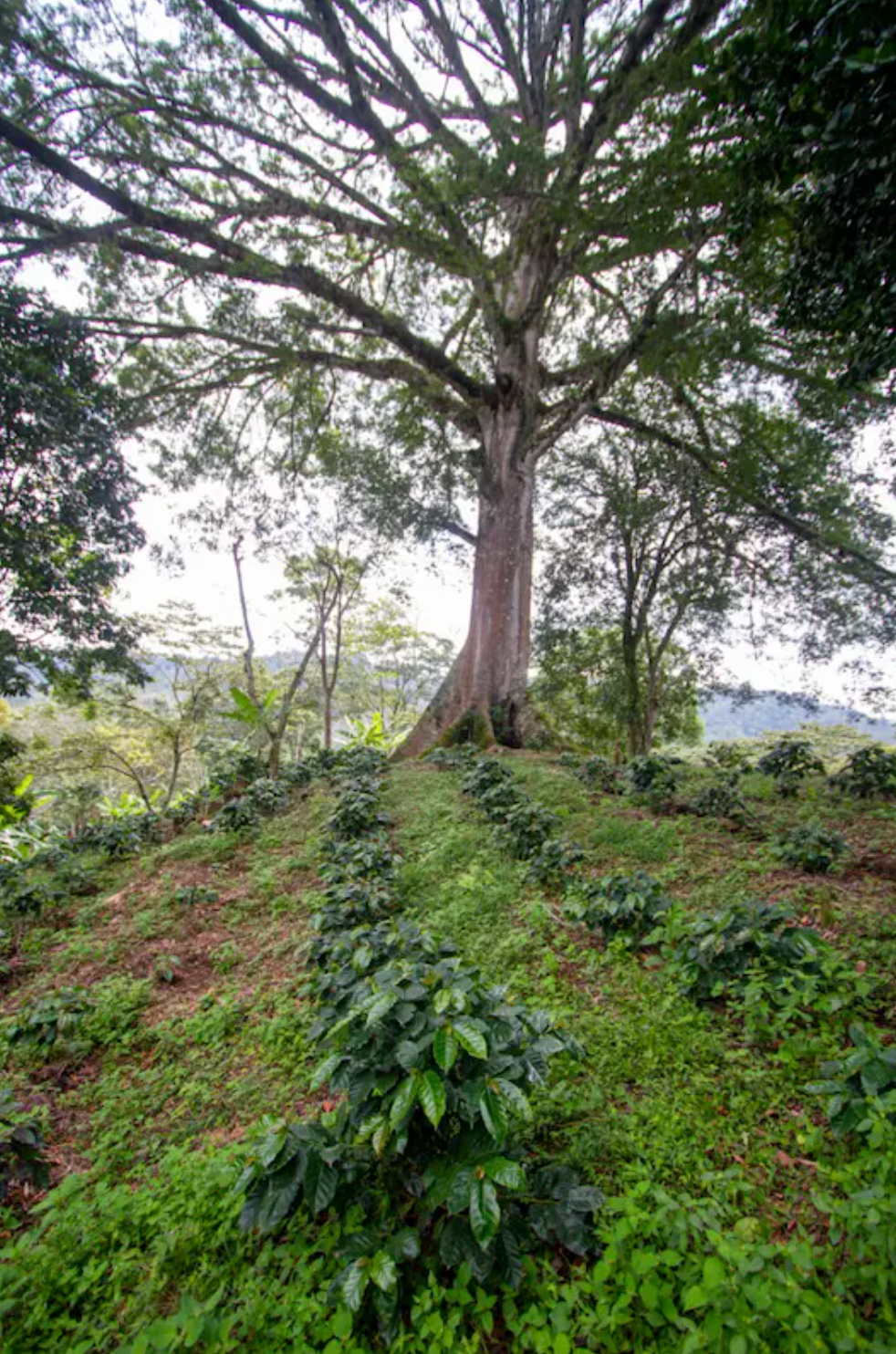 El Arbol is named after this tree