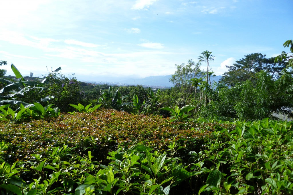 PSYCHOACTIVE SACRAMENTS, Costa Rica