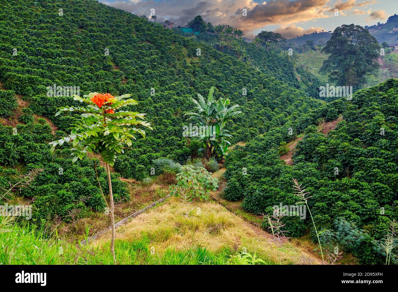 CLEANSING FIRE, Colombia