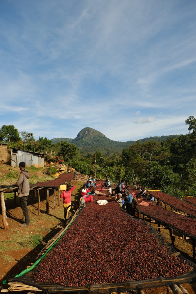 CUP OF BABYLON, Ethiopia