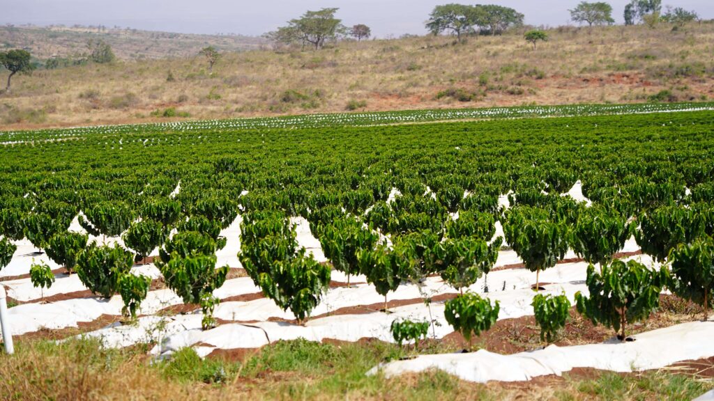 MORAL DECAY, Ethiopia