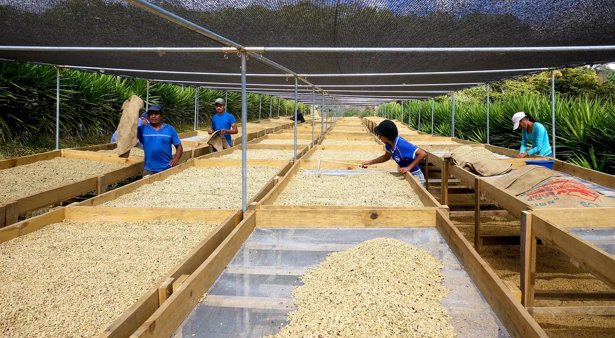 PILLARS OF ANTECEDENCE, El Salvador